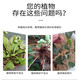 Senhuo Kuaishenghe Zheng's Chemical 2% Indobutane Acetic Acid Quick Rooting Rooting Powder Garden Fruit Trees Potted Succulent Flowers Universal Cuttings and Transplanting Compound Rooting Agent 20g/bag*10 bags