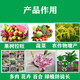 Chrysanthemum agent plant Chrysanthemum chrysanthemum general flowers and trees narcissus flower succulent paclobutrazol chrysanthemum multi-effect 40ml