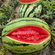 Dayu Lazy Man Watermelon Seed Seedlings Extra Large Suitable for Early Maturing Lazy People in the South 8424 Kirin Melon Meidu Seedless Fruits and Vegetables Lazy Man King Watermelon Seeds 30 capsules 8-10kg