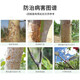 Guoguang Xiugong 1.2% octamine acetate tomato pepper fruit tree seedlings virus disease rot disease fusarium wilt 1 liter