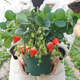 Cream strawberry seedlings potted four-season strawberry seedlings planted in the south and north bear fruit in the same year. Bare root cold-resistant and frost-resistant (four seasons cream strawberry) (8 pcs++pot+fertilizer) full of fruit in the pot.