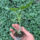 Watermelon seedlings 8424 grafted seedlings with soil seedlings seedless Midu Kirin early maturing seedlings greenhouse potted plants wholesale red heart seedless watermelon seedlings affordable large quantity buy 10+10 total 20 trees