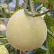 Shouhe cantaloupe seeds, Elizabethan cantaloupe, yellow skin, white flesh, white skin, fragrant melon seeds for home planting in winter and spring, extra large white sand honey melon seeds, about 50 seeds/bag