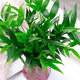 Flower list Bamboo and cypress potted hydroponic mosquito repellent plants green plant potted plants all year round evergreen 20 trees (excluding bottles) straight from the source