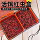 Diaohaha (Diaohaha) red worm rubber band hanging red worm bait device red worm clip hanging red worm quick binding hook device live erbium box fishing gear accessories red worm clip + red worm rubber band 1W + red worm box