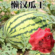 Lazy Man Watermelon, early maturing, stable yield, heat-resistant and drought-resistant, crispy and sweet, open-air garden courtyard original easy-to-grow melon seeds, original Lazy Man Watermelon 150 capsules