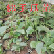 Chayote seedlings, seedlings with roots, seeds, larvae seedlings, melon seedlings, handrail melon planting seedlings, 12 chayote seedlings