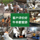 Baiyun Mugang Cattle and Sheep Licking Bricks Salt Bricks for Cattle and Sheep Nutritional Trace Elements Reinforced Mineral Feed Additives Pica and Stomach High Calcium Type Licking Bricks 2 boxes (a total of 80Jin Jin is equal to 0.5kg)