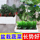 Compound fertilizer nitrogen, phosphorus and potassium fertilizer granular chemical fertilizer for planting flowers and vegetables, general fertilizer for flowers, fruit trees and vegetables, instant yield increase, special compound fertilizer for vegetables, 1 Jin Jin is equal to 0.5 kg