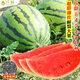 Changgong 8424 Rock Sugar Kirin Watermelon Seed Sweet King High Yield Kirin Lazy Man Seedless Giant Watermelon Four Seasons Fruit Seed Xinjiang 8424 Watermelon 1.5g, about 30 seeds