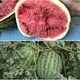 Zhongke Maohua Hybrid Watermelon Seeds Little Seed Giant Dragon Lazy Man Cultivated Watermelon Seeds Fruit and Vegetable Seeds Large Fruit Big Red Flesh No Pruning No Crossing Flower Skin Red Flesh Little Seed Giant Dragon 100g/box