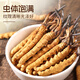 Yuanjiang Grass Cordyceps sinensis neue getrocknete Cordyceps-Tonik für Eltern und Älteste High-End-Geschenkbox 2-3 Wurzeln/G 100g [Hochwertige Geschenkbox]