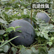 Fengming Yashi black seedless watermelon seeds thin skin large super sweet southern seedless black watermelon seeds 100 capsules