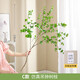Flower e flow Nordic wind horse drunk wood simulation green plant Japanese hanging clock plant decoration fake tree indoor living room floor-standing potted ornaments C model simulation hanging clock branches