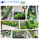 仿真绿植套装仿真花隔断植物装饰摆件花槽龟背叶花箱假花造景 e3895x20cm五彩斑斓