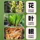 Captain's Garden Orchid Special Clivia Phalaenopsis Planting Material High-end Orchid Soil Granular Fertilizer High-end Pine Bark Orchid High-end Version 15 Liters (Pine Bark + Orchid Stone)