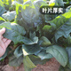 Fengming Yashi cold-resistant round-leaf spinach seeds four-season vegetable seed spinach winter-resistant spinach seeds 1000 capsules