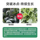 Imported plant antifreeze, antifreeze, melons, fruits and vegetable seedlings, cold protection, safe winter antifreeze, plant antifreeze, frost-free antifreeze 500g*5 bottles, cold and frost resistance + fertilizer to increase production