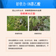 Senhuo Haobili 5% naphthalene acetic acid rooting agent garden tree transplanting watering rooting liquid camphor ligustrum seed control results