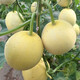Shouhe cantaloupe seeds, Elizabethan cantaloupe, yellow skin, white flesh, white skin, fragrant melon seeds for home planting in winter and spring, extra large white sand honey melon seeds, about 50 seeds/bag