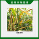Syngenta Manshi Jinjing Metalaxyl Fludioxonil Corn Stem Rot Seed Coating Seed Dressing Agent Pesticide Fungicide 10ml