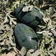 Dayu Lazy Man Watermelon Seed Seedlings Extra Large Suitable for Early Maturing Lazy Man in the South 8424 Kirin Melon Meidu Seedless Fruits and Vegetables Big Fruit Black Beauty Watermelon Seeds 20 capsules 4-6kg