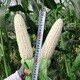 Wangyuan Xingzhen Bainuo 999 corn seeds extra large stick sweet glutinous big ear high yield white glutinous sticky spring and autumn corn bract seeds 500g can Zhenbainuo 999 10 cans