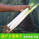 Authentic Shandong Zhangqiu hard-core scallions, special new species, four-season farmhouse spring, autumn and winter vegetable larvae seeds collection, high-quality selection, half Jin Jin is equal to 0.5 kg, Song and Song products, special new species