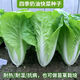 Early maturing creamy cabbage seeds. Vegetable seeds for sowing in all seasons in spring, summer and autumn. Vegetables grown in balcony fields. Planting at 15 degrees for all seasons. Creamy cabbage seeds. Selected 1 pack of approximately 1112 seeds.