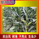 New species in stock original Liangyu 99 corn seeds disease-resistant and temperature-resistant Shandong Denghai Liangyu 99 hardcore corn big cob New species Denghai Liangyu 99 5118 grains x1 bag