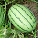 Dayu Lazy Man Watermelon Seed Seedlings Extra Large Suitable for Early Maturing Lazy People in the South 8424 Kirin Melon Meidu Seedless Fruits and Vegetables Lazy Man King Watermelon Seeds 30 capsules 8-10kg