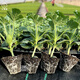 Dayu 8424 watermelon seeds are suitable for southern rock sugar unicorn melon seeds, early-maturing and thin-skinned 8424 watermelon seedlings with soil seedlings and 5 seedlings