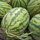 Dayu Lazy Man Watermelon Seed Seedlings Extra Large Suitable for Early Maturing Lazy People in the South 8424 Kirin Melon Meidu Seedless Fruits and Vegetables Lazy Man Watermelon Seeds About 50 Particles 2 Bags Free of Marking