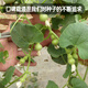 Fengming Yashi miniature gourd seeds Wenwan gourd seeds balcony courtyard four-season planting hand-twisted small gourd seeds 10 capsules
