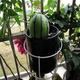 Watermelon seedlings 8424 grafted seedlings with soil seedlings seedless Midu Kirin early maturing seedlings greenhouse potted plants wholesale red heart seedless watermelon seedlings affordable large quantity buy 10+10 total 20 trees