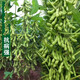 One thousand Jin Jin is equal to 0.5 kilograms of soybean seeds. Farmers grow high-protein soybean seeds in large fields. Soybean seeds. Bawangbian 1 Jin Jin is equal to 0.5 kilograms.