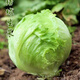 Sweet and crispy lettuce lettuce, hamburger lettuce seeds, crispy and refreshing, raw lettuce seeds, potted four-season farm vegetables, original crispy and tender lettuce, 1 pack/1555 grains of Song fertilizer