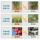 28 table high brassinolide plant growth regulator rooting and seedling foliar fertilizer vegetable flower and fruit preserving pesticide 100g