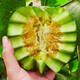 Beishu Bingtangzi melon seeds collection Boyang melon seeds Emerald melon seeds 50 capsules/bag