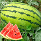 Shouhe Lazy Man Watermelon Seed Lazy Man King Watermelon Seed Extra Large Spring No Pruning Lazy Man Fruit Seedling Southern Sweet Green Emperor Lazy Man King Watermelon Seed 50gx2 cans