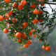 Sichuan red orange saplings, red orange seedlings, grafted seedlings, grafted seedlings, detoxified seedlings, red orange seeds, root replacement seedlings, greenhouse seedlings, tree seedlings, fresh red orange seeds of the year, 10Jin Jin is equal to 0.5kg