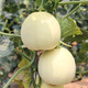 Shouhe white-skinned melon seeds, red-fleshed melons, white melons, new and old melon seeds, vegetable fields, extra-large white sand honey melon seeds, about 50 pieces x 2 bags