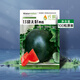Long-cultivation lazy man watermelon seeds extra large seedless 8424 watermelon seedlings super sweet southern unicorn watermelon fruit and vegetable seeds sweet seedless watermelon seeds 100 pieces (red meat)