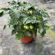 Tomato potted imported tomato seedlings with flowers and fruits, four-season tomato fruit flower seedlings, edible outdoor cherry tomatoes, small tomato potted with fruits shipped, two pots