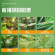 Bihuo Thiazole Zinc 40% Angular Spot Bacterial Wilt Bacterial Soft Rot Citrus Canker Fungicide 200ml