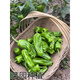 Wangyuanxing thin-skinned pepper seedlings, large-fruited tiger-skin green pepper seedlings, mildly spicy wrinkled-skinned pickled pepper seedlings, four-season vegetable garden potted southern species, 500 thin-skinned green pepper seedlings