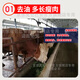 Kelunbaan 2% cattle and sheep premix fattening beef cattle fattening feed calf fattening beef cattle and sheep skeleton breeding cows