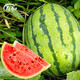 Shouhe Lazy Man Watermelon Seed Lazy Man King Melon Extra Large Spring No Pruning Lazy Man Fruit Seedling Southern Sweet Qishan Sweet No. 8 Lazy Man Watermelon Seed 50 capsules 5