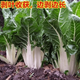 Xinning Brassicae Seeds for human consumption, white stems, large broad leaves, thick skin, high-yielding all-season old variety, Spring Brassica Genda Vegetable Seeds, Broad-leaf Brassicae 4 packs, 6 packs available (40 people choose)