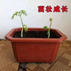Changbai Mountain ginseng seeds, wild ginseng seeds, easy to grow Chinese medicinal materials in all seasons, easy to live indoor flower pots, Changbai Mountain ginseng seeds, new species, new species, about 300 capsules